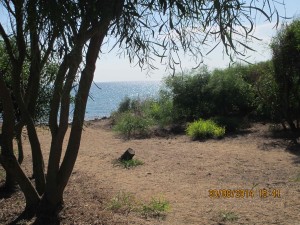 Il boschetto in riva al mare
